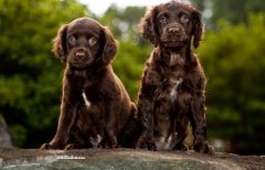 PuppiesAKC1.jpg
