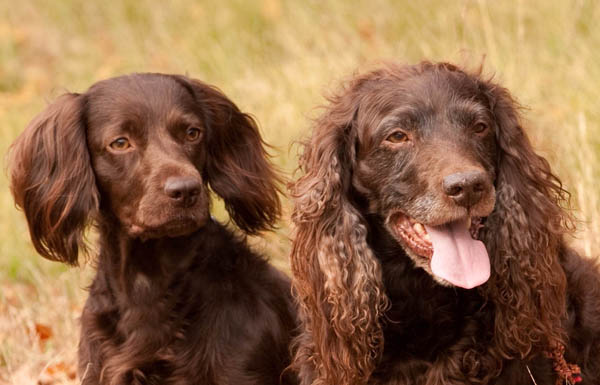 0182WHS_BoykinSpaniel_PACO__J_2009-Edit