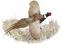 pheasant smal rightl